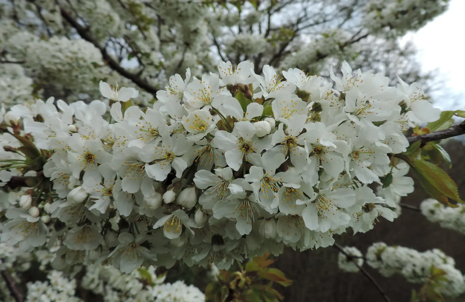 Sweet Cherry (Prunus Avium) — Regular pruning will encourage a strong structure and enhance fruit production; tree with white blooms