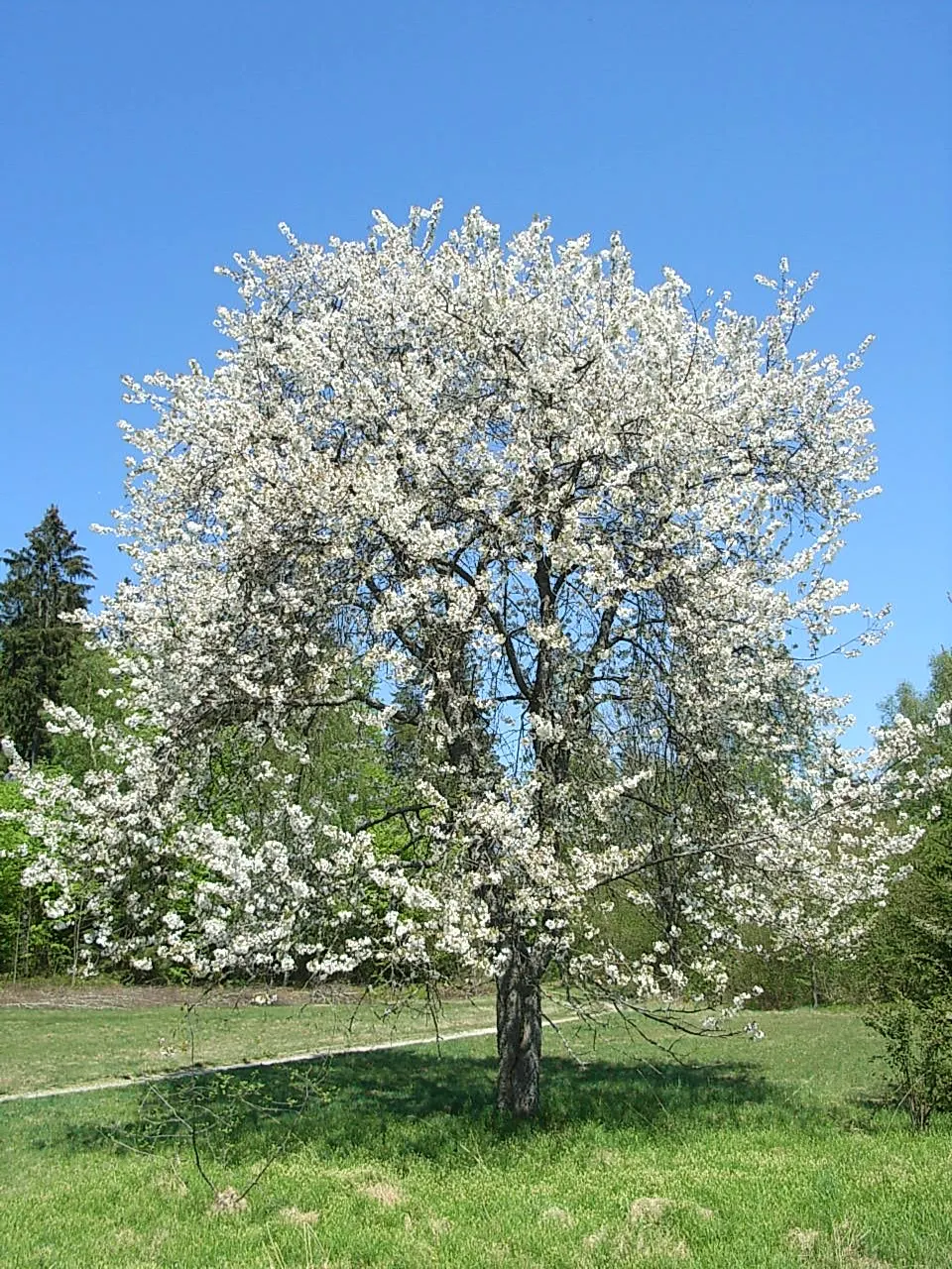 Sweet Cherry (Prunus Avium) — ensuring that the Sweet Cherry remains a centerpiece in the garden for years to come; ideal for zones 5 to 7, it requires regular