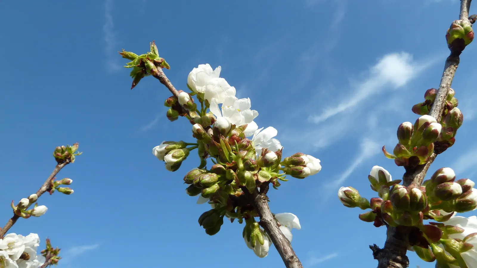 Sweet Cherry (Prunus Avium) — Prunus avium, or Sweet Cherry, is a deciduous tree valued for its spring blossoms and edible fruit; fertile soil with, image 121