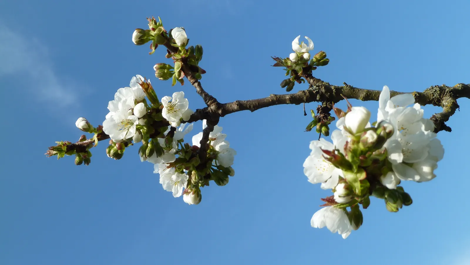 Sweet Cherry (Prunus Avium) — Prunus avium prefers well-drained; with a 15 to 25-foot spread, image 108