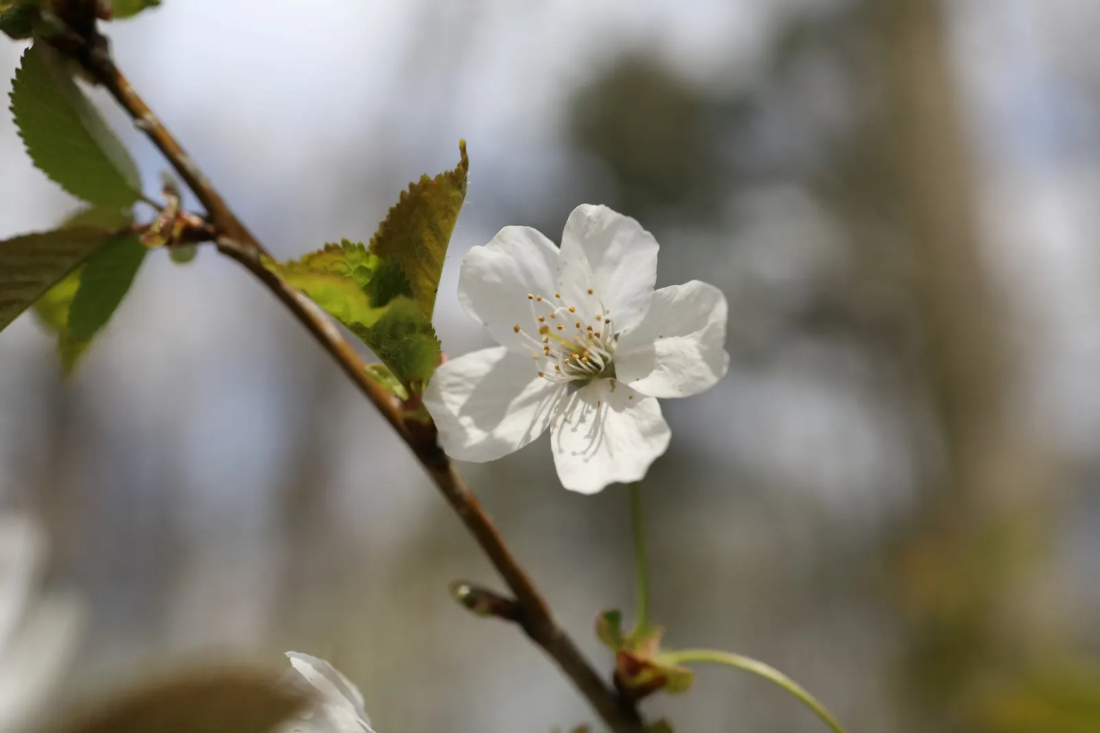Sweet Cherry (Prunus Avium) — fertile soil with full sun; situating it away from walkways and entertainment areas to keep maintenance manageable, image 64