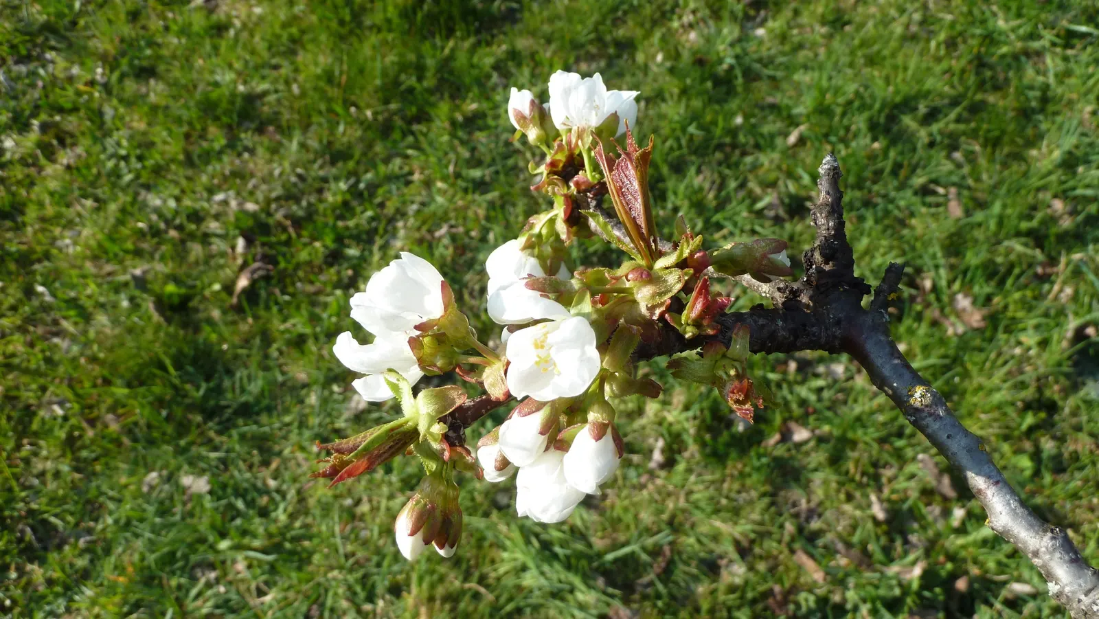 Sweet Cherry (Prunus Avium) — Features glossy green leaves and smooth bark, making it an attractive ornamental; reaching heights of 15 to 30 feet