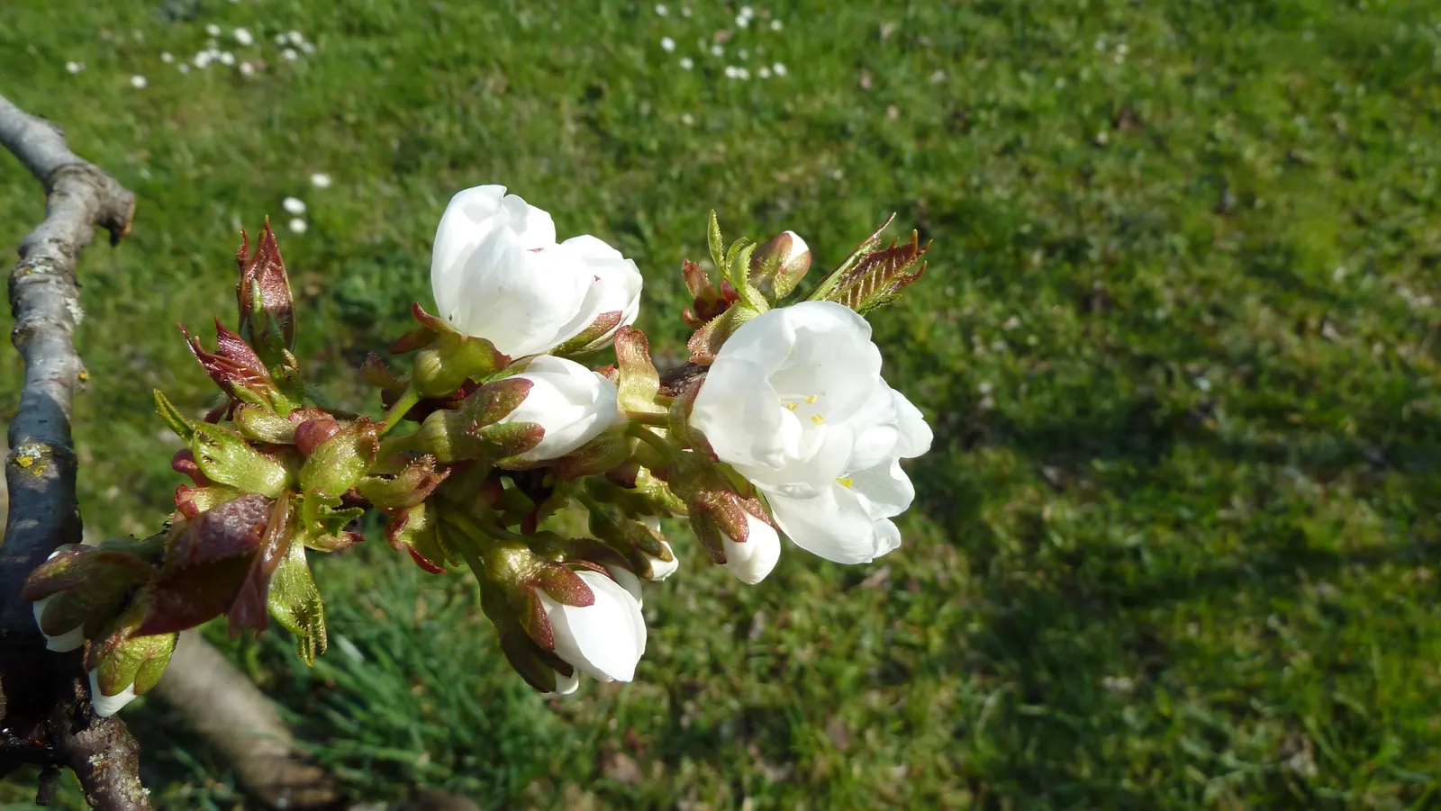Sweet Cherry (Prunus Avium) — When planning a landscape; is a deciduous tree that brings a beautiful and fruitful addition to any landscape, image 83