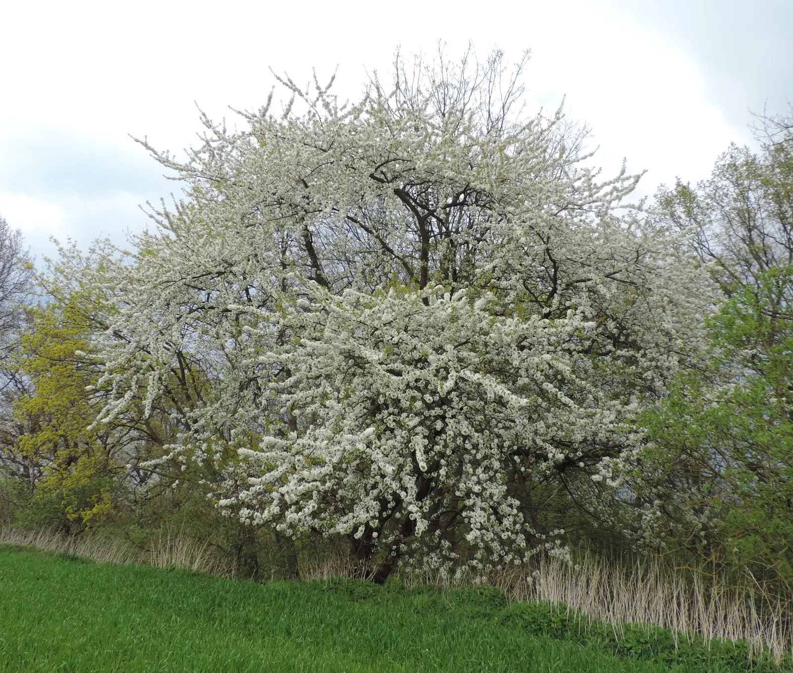 Sweet Cherry (Prunus Avium) — fertile soil with full sun; situating it away from walkways and entertainment areas to keep maintenance manageable