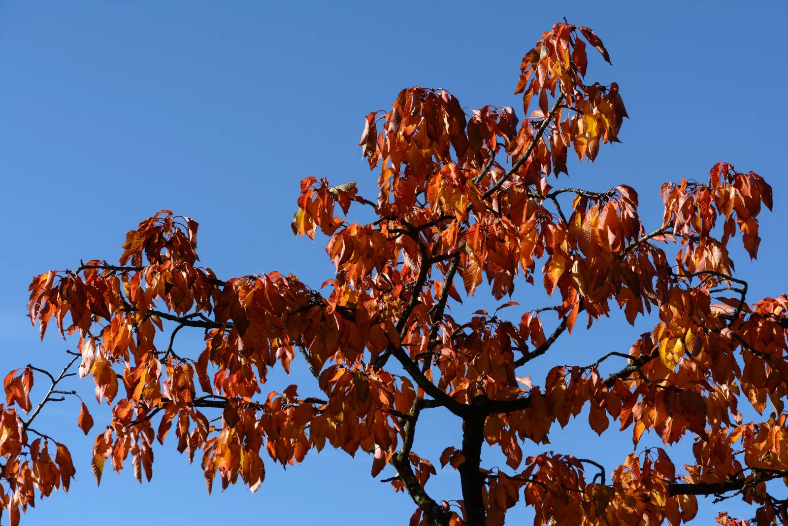 Sweet Cherry (Prunus Avium) — creating a canopy of lush foliage that provides dappled shade beneath; commonly referred to as the Sweet Cherry
