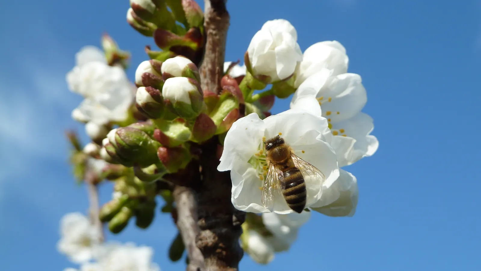 Sweet Cherry (Prunus Avium) — the Sweet Cherry is covered in clusters of white blossoms; features glossy green leaves and smooth bark, making it an attractive