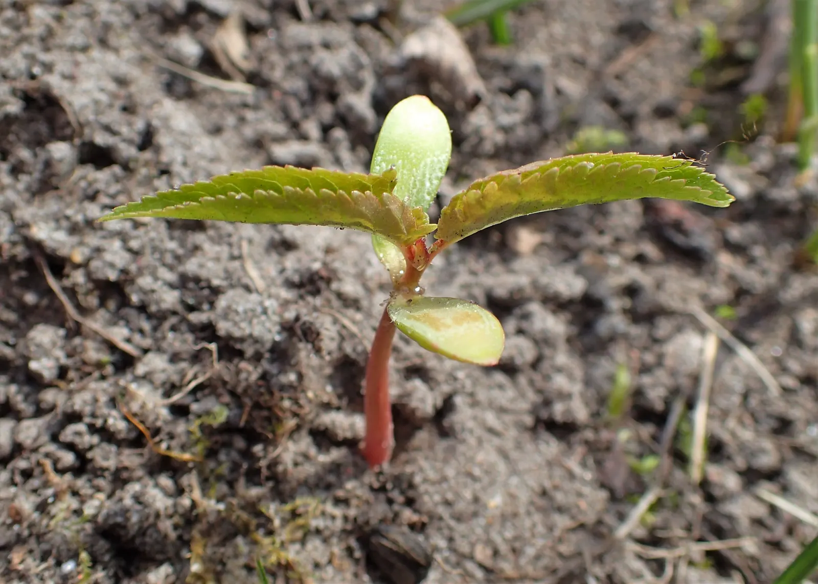 Sweet Cherry (Prunus Avium) — The flowers give way to a bounty of sweet cherries in early to mid-summer; loamy soil and a location that receives, image 76