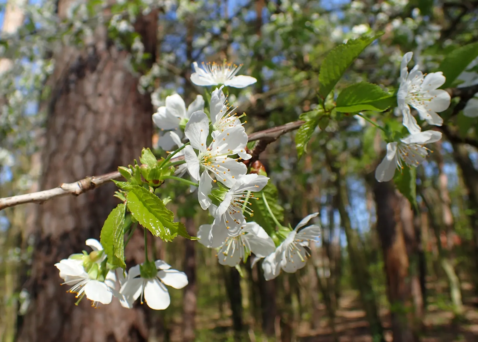 Sweet Cherry (Prunus Avium) — creating a canopy of lush foliage that provides dappled shade beneath