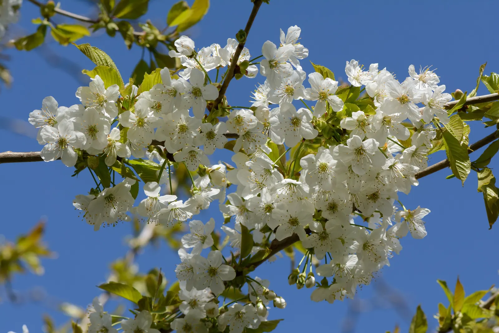 Sweet Cherry (Prunus Avium) — This species features a smooth; the Sweet Cherry is covered in clusters of white blossoms, image 71
