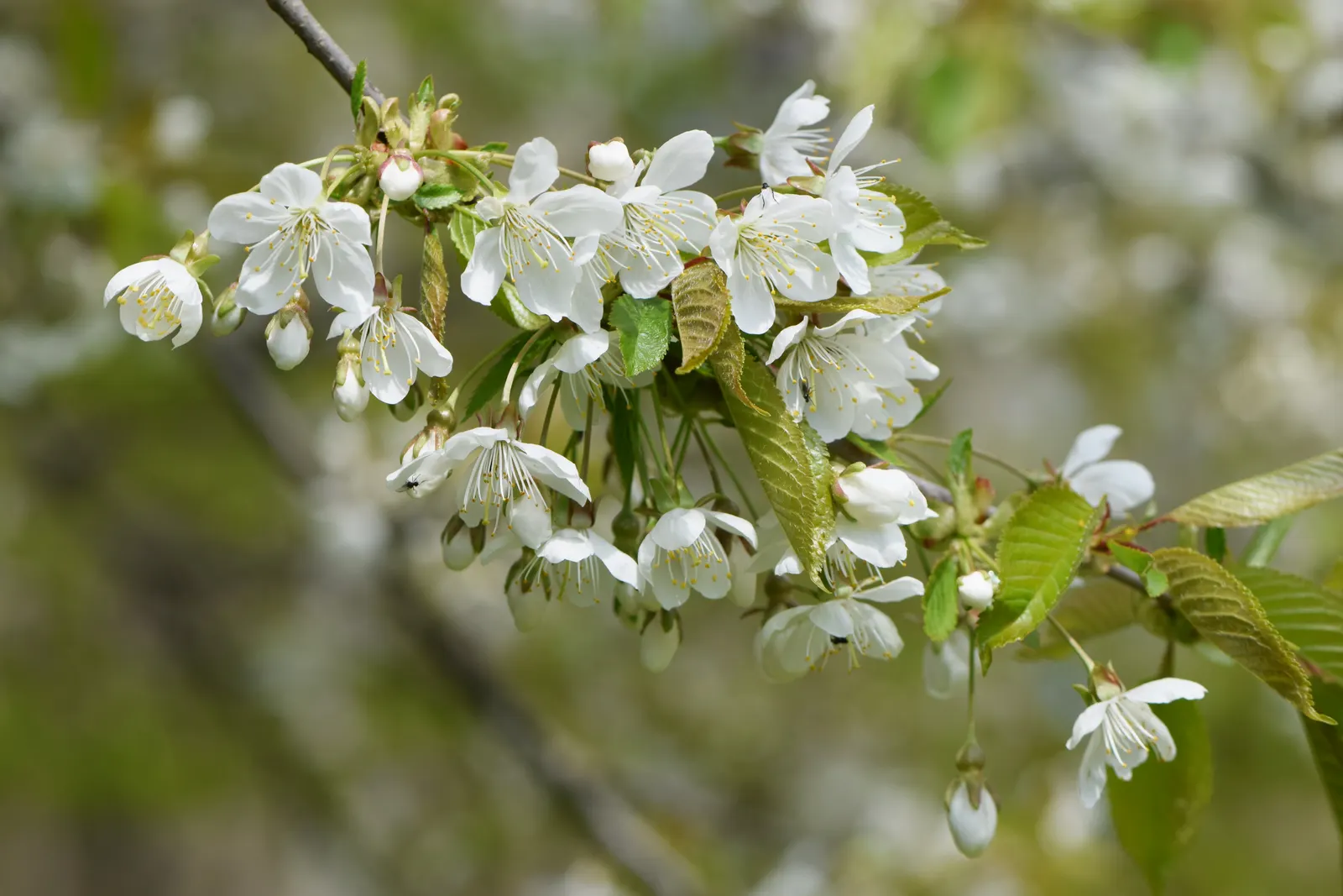 Sweet Cherry (Prunus Avium) — Features glossy green leaves and smooth bark, making it an attractive ornamental; reaching heights of 15 to 30 feet, image 95