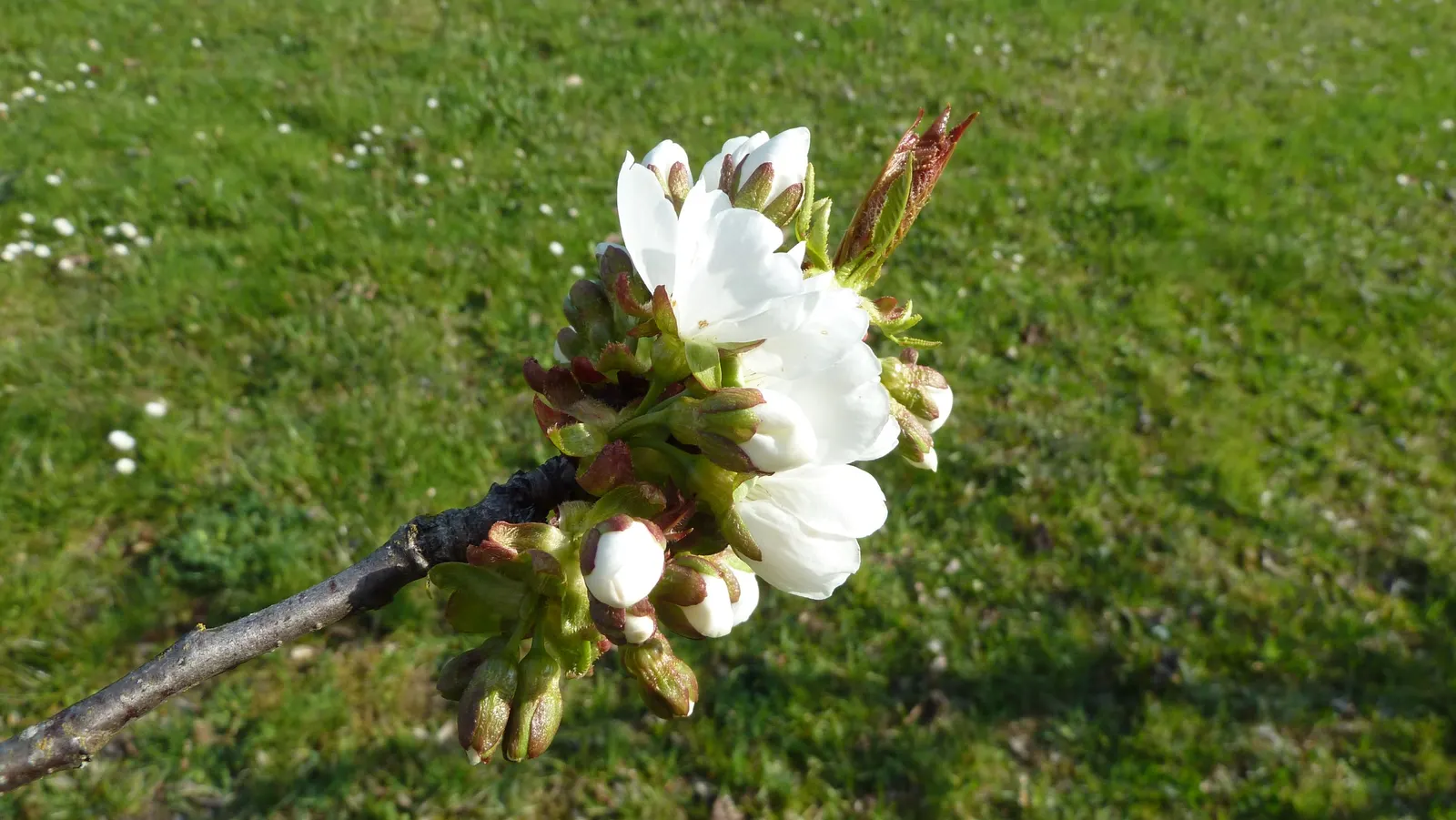 Sweet Cherry (Prunus Avium) — Prunus avium, or Sweet Cherry, is a deciduous tree valued for its spring blossoms and edible fruit; fertile soil with, image 61