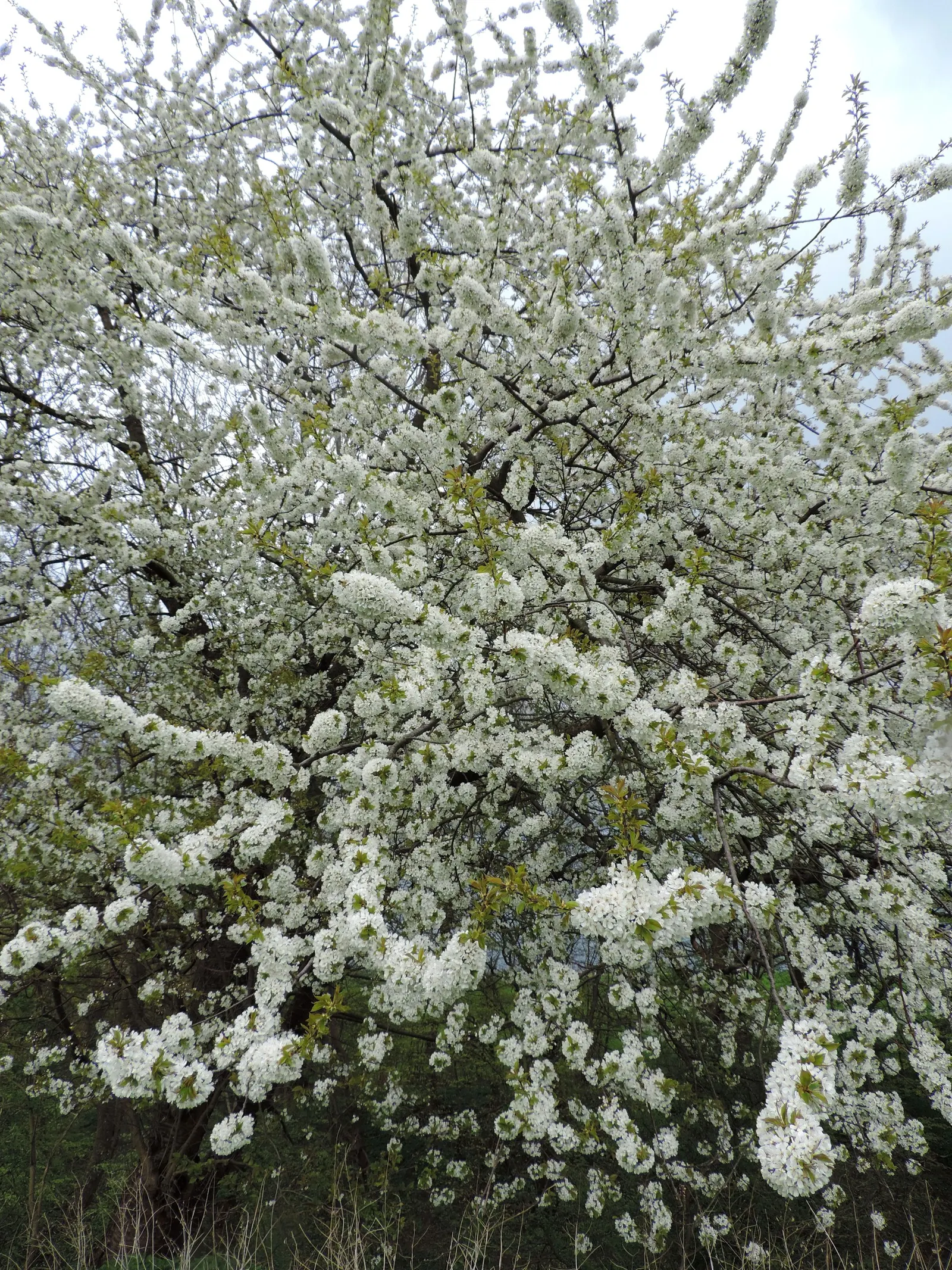 Sweet Cherry (Prunus Avium) — Prunus avium prefers well-drained; with a 15 to 25-foot spread, image 78