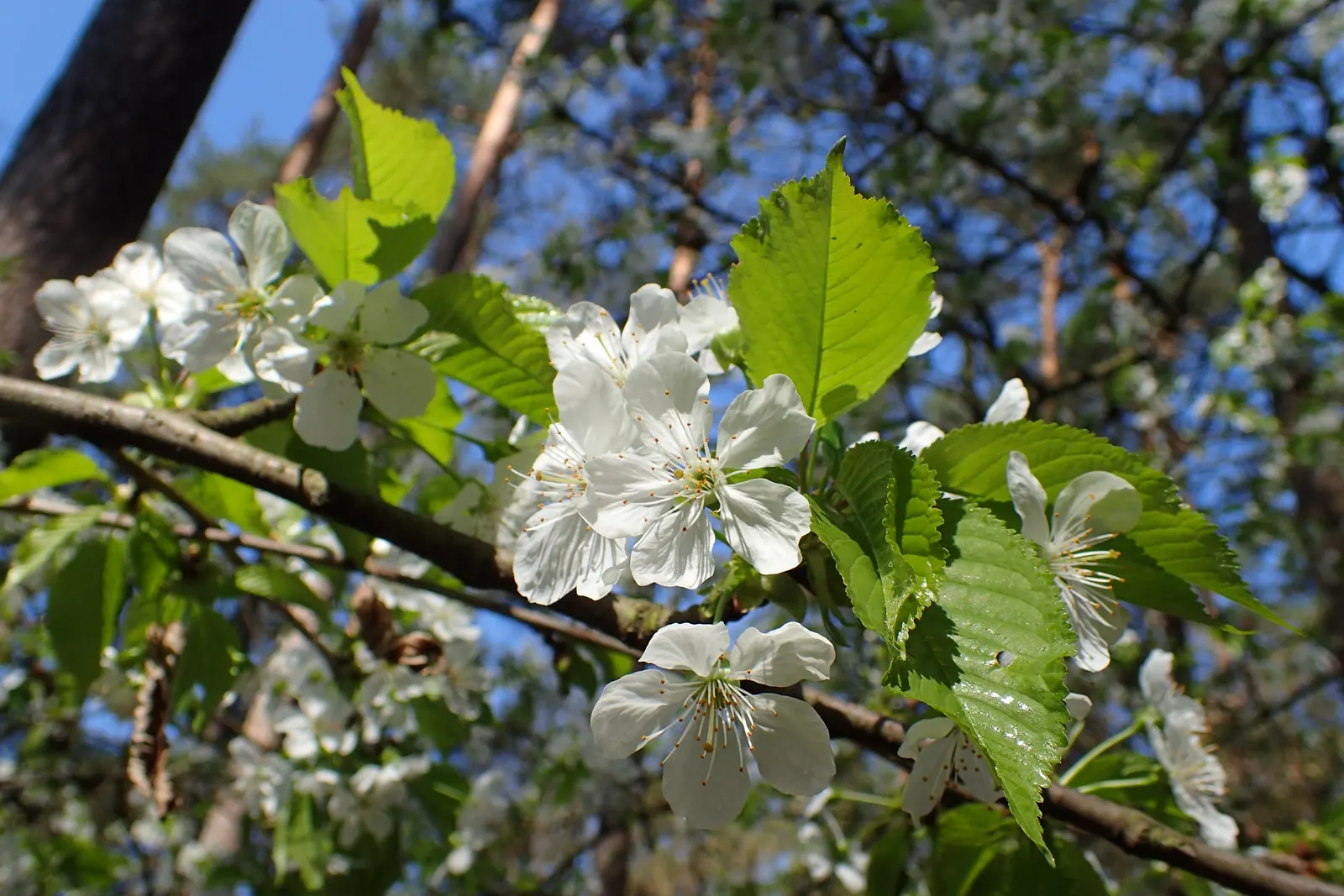 Sweet Cherry (Prunus Avium) — It's moderately frost-resistant and fares best in USDA hardiness zones 5 through 7