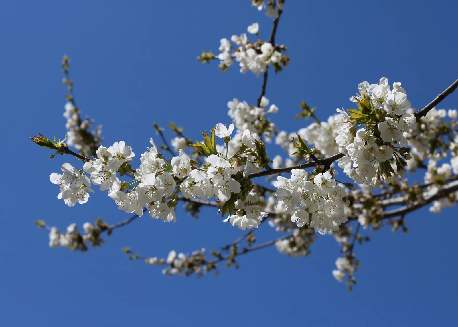 Sweet Cherry (Prunus Avium) — unfiltered sunlight daily