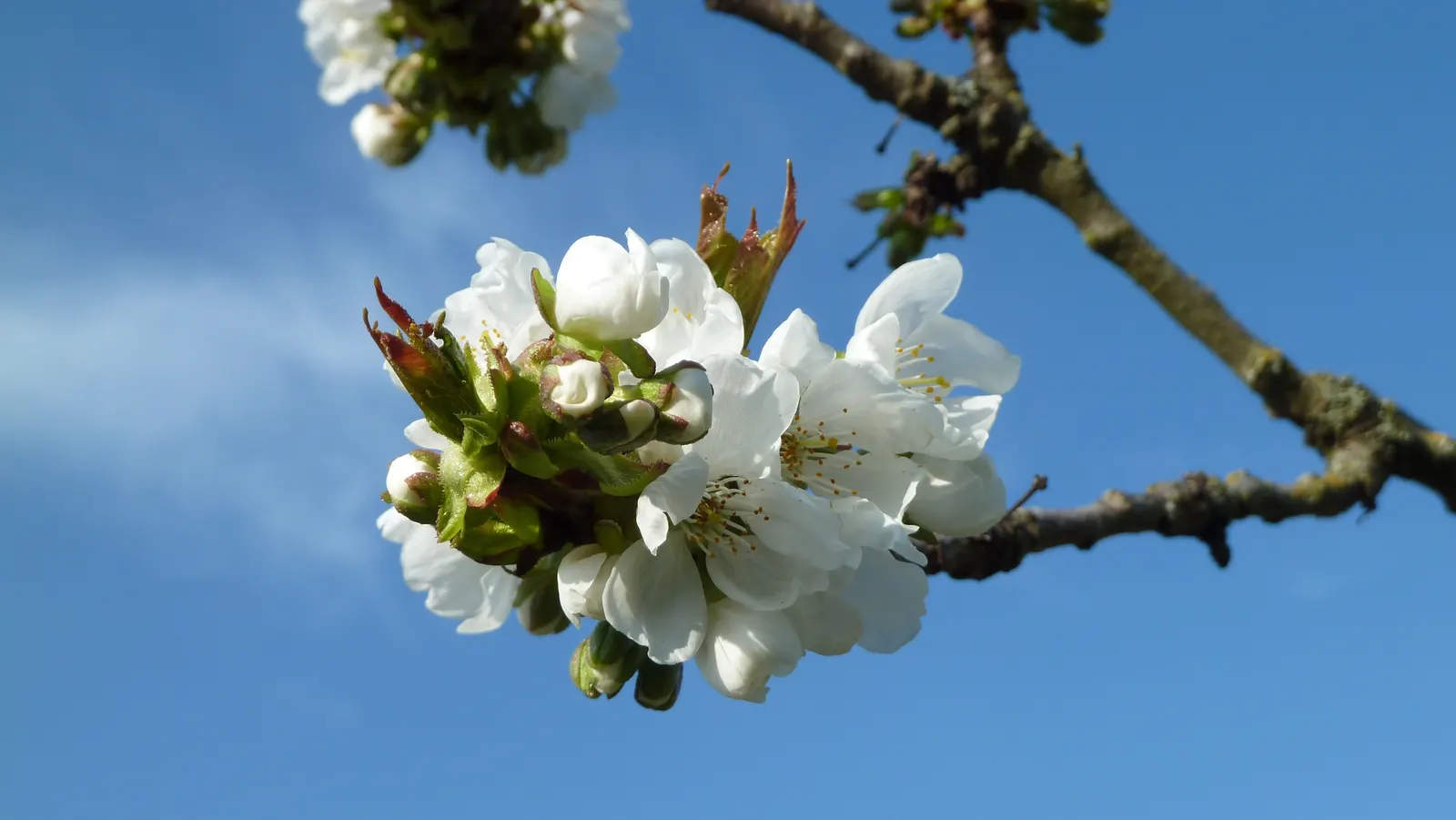 Sweet Cherry (Prunus Avium) — with a 15 to 25-foot spread; prunus avium prefers well-drained, image 123