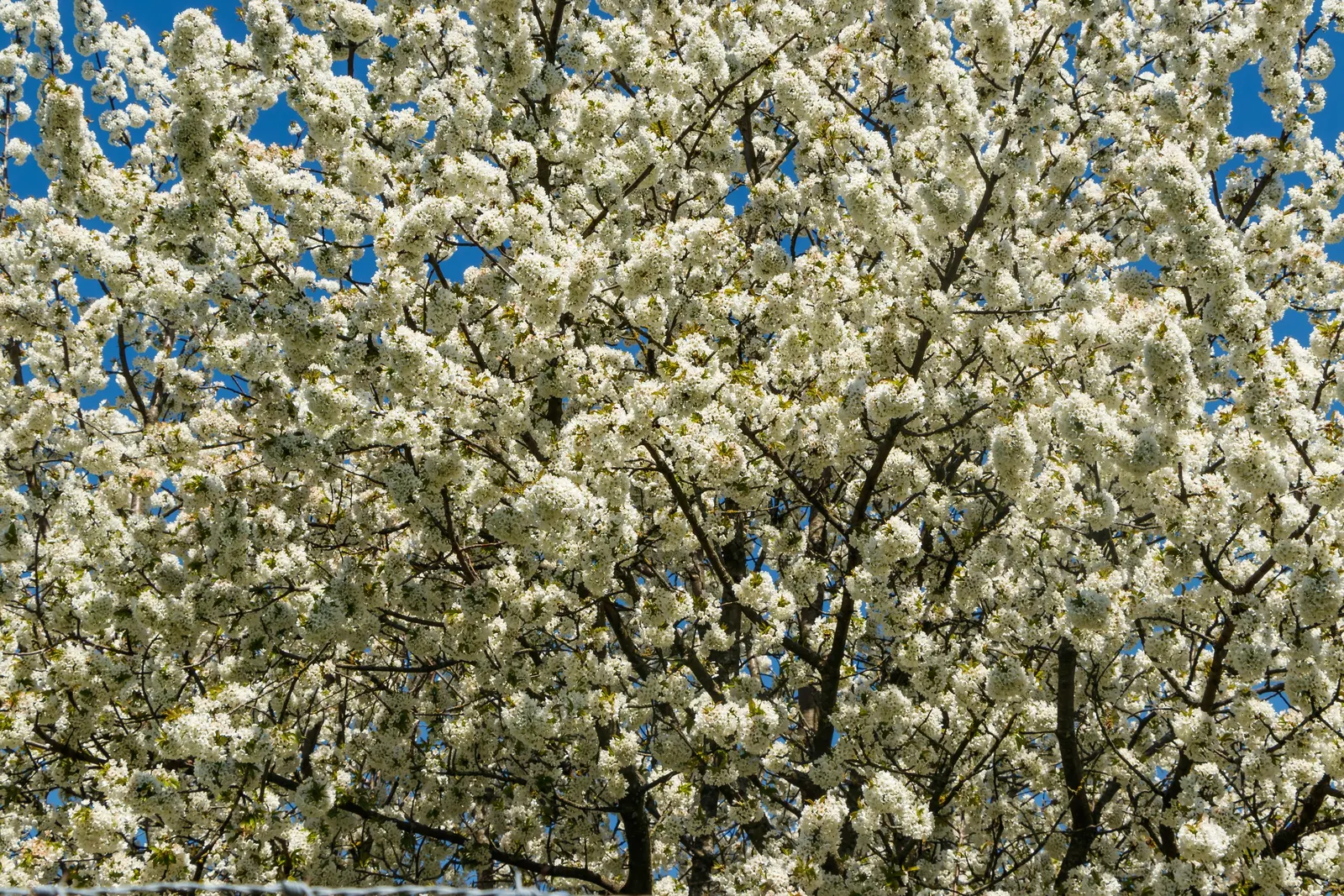 Sweet Cherry (Prunus Avium) — fertile soil with full sun