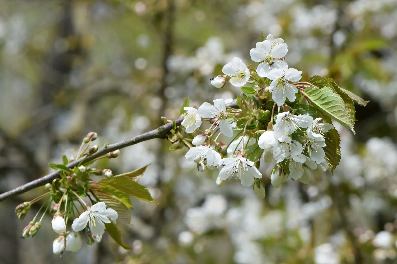 Sweet Cherry (Prunus Avium) — situating it away from walkways and entertainment areas to keep maintenance manageable; it's moderately, image 85