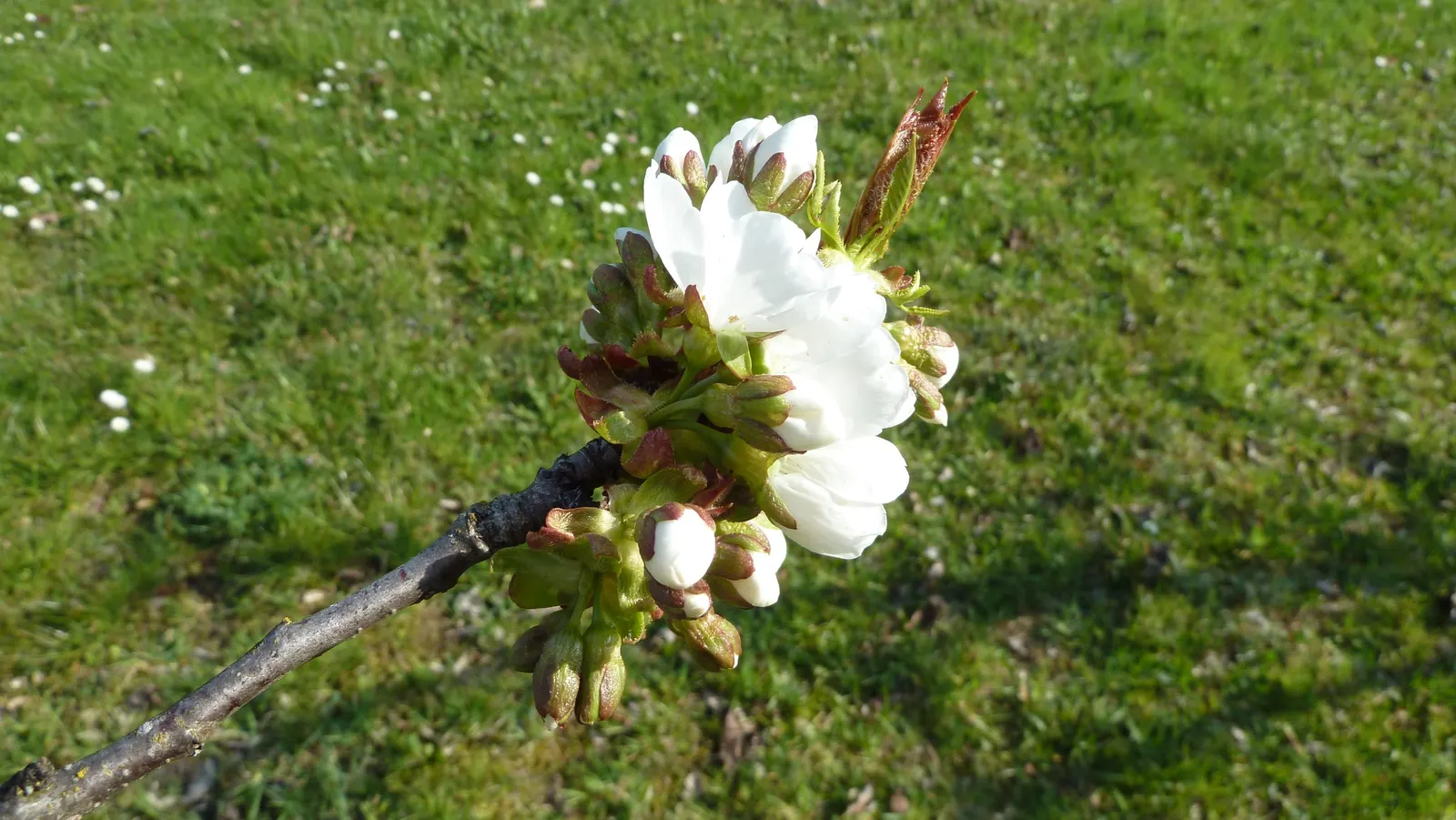 Sweet Cherry (Prunus Avium) — which is at least 6 hours of direct
