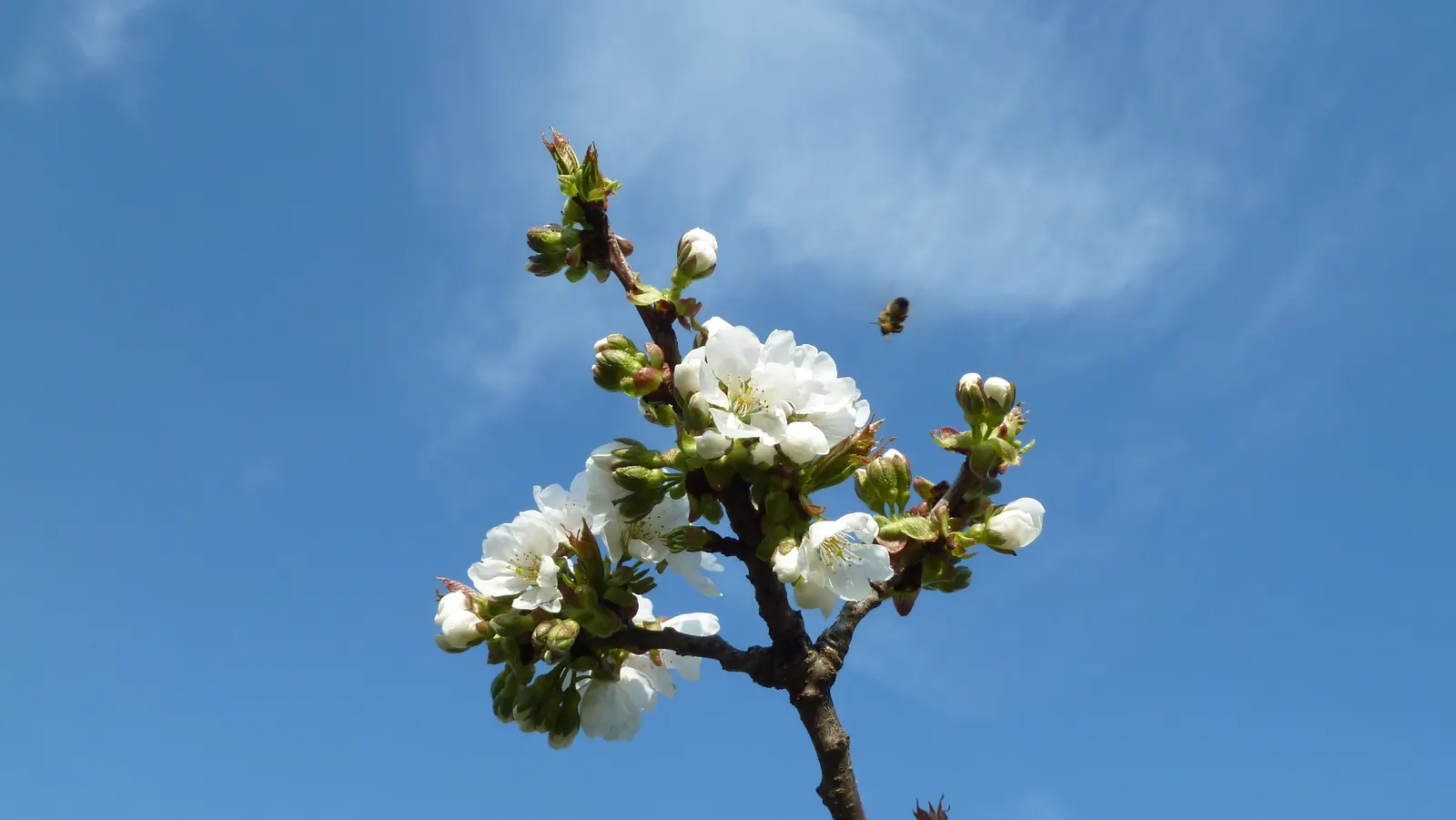 Sweet Cherry (Prunus Avium) — situating it away from walkways and entertainment areas to keep maintenance manageable; it's moderately frost-resistant and fares