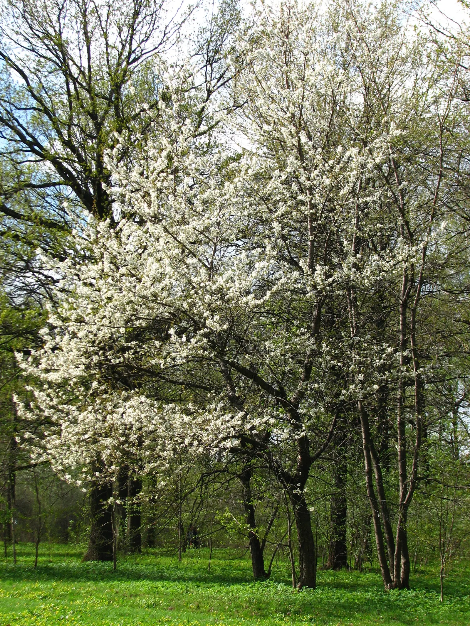 Sweet Cherry (Prunus Avium) — Prunus avium prefers well-drained