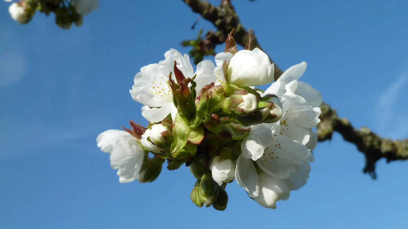 Sweet Cherry (Prunus Avium) — loamy soil and a location that receives full sun; creating a canopy of lush foliage that provides dappled shade beneath