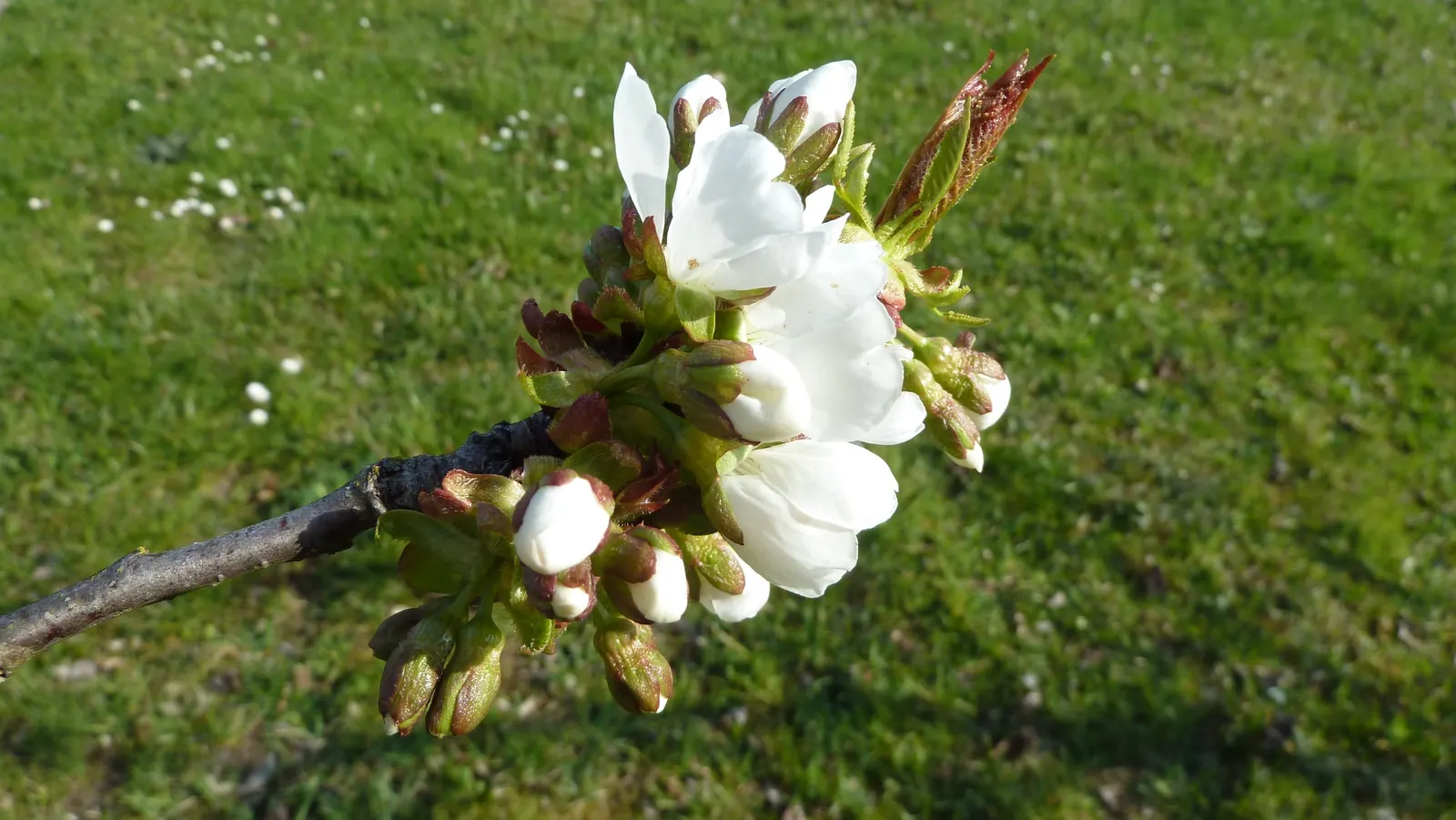 Sweet Cherry (Prunus Avium) — with a 15 to 25-foot spread; prunus avium prefers well-drained, image 93