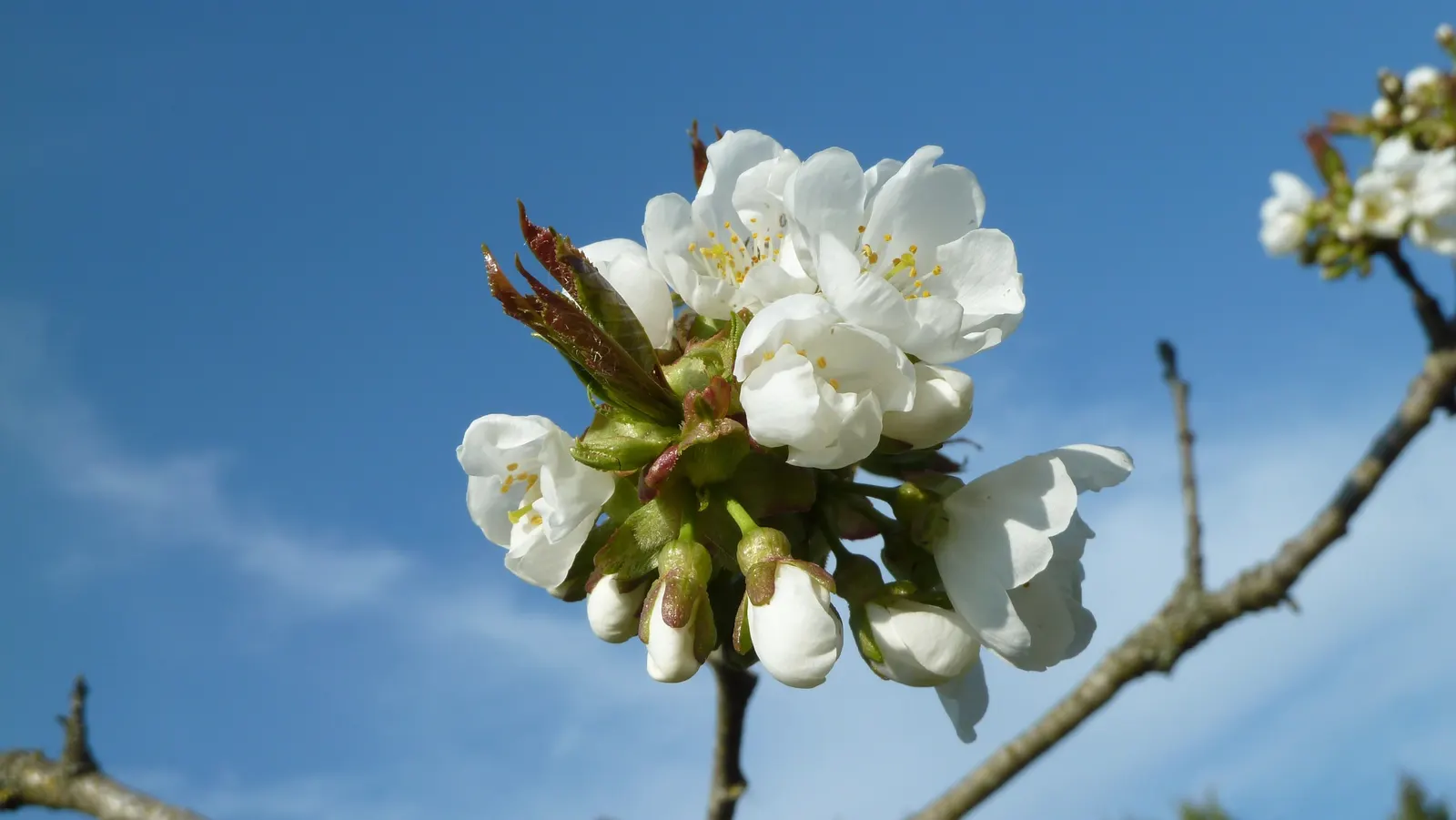 Sweet Cherry (Prunus Avium) — tree for full; ensuring that the Sweet Cherry remains a centerpiece in the garden for years to come, image 90