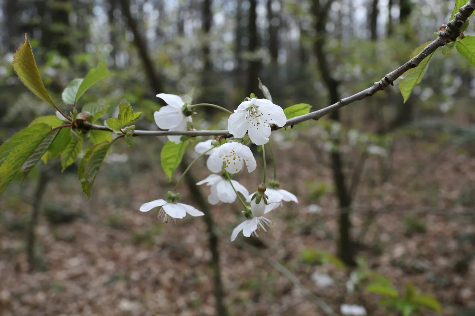 Sweet Cherry (Prunus Avium) — Prunus avium, or Sweet Cherry, is a deciduous tree valued for its spring blossoms and edible fruit; fertile soil with, image 91