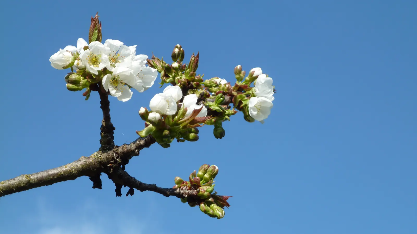Sweet Cherry (Prunus Avium) — with a 15 to 25-foot spread; prunus avium prefers well-drained, image 63
