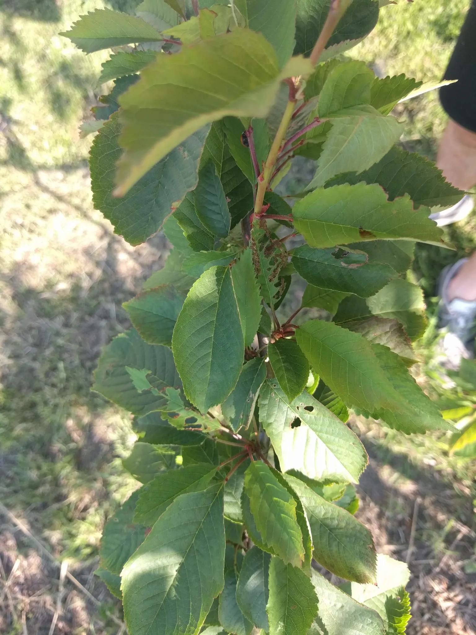 Sweet Cherry (Prunus Avium) — reddish-brown bark which is marked with horizontal lenticels; unfiltered sunlight daily, image 102