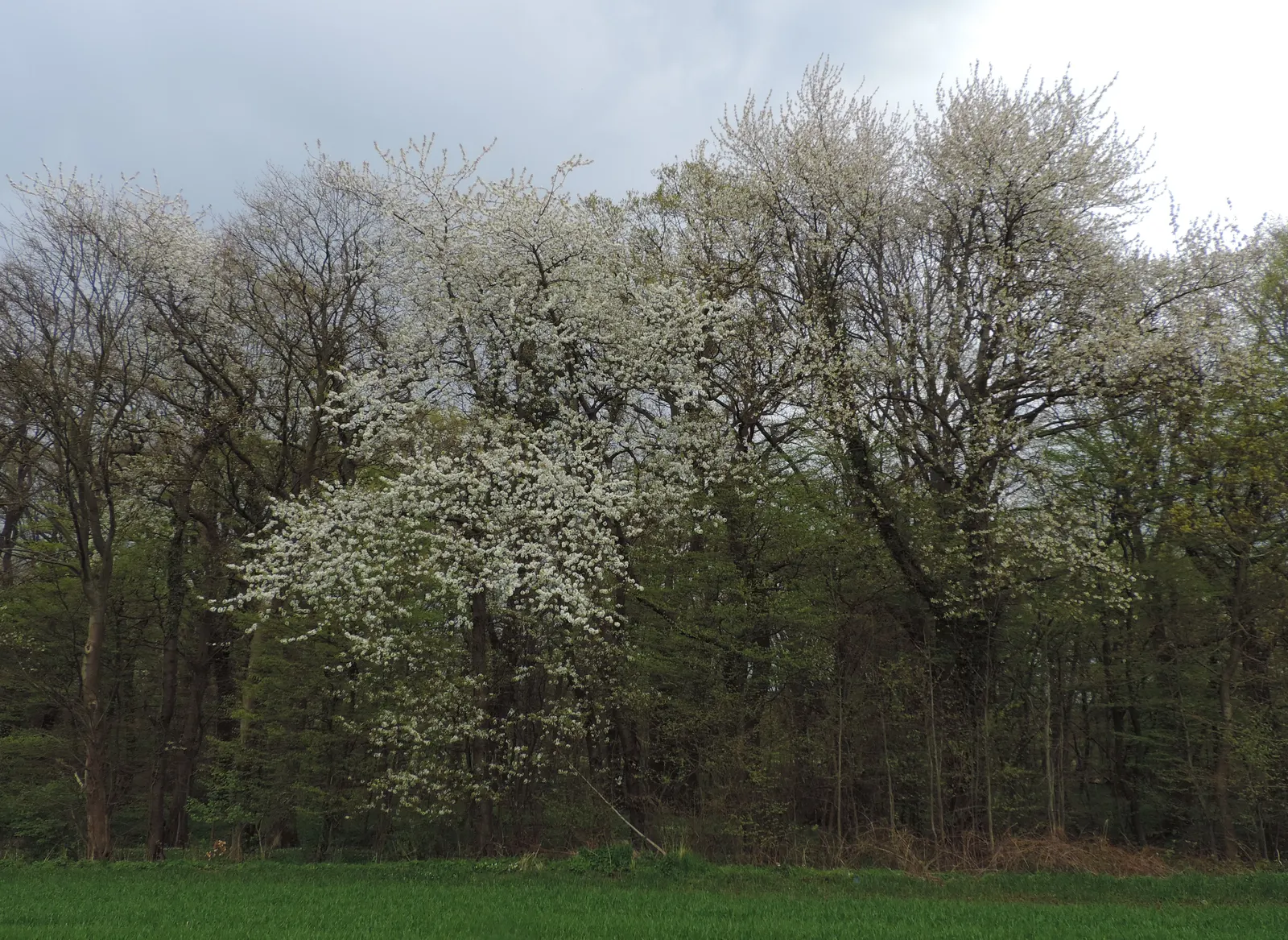 Sweet Cherry (Prunus Avium) — tree for full