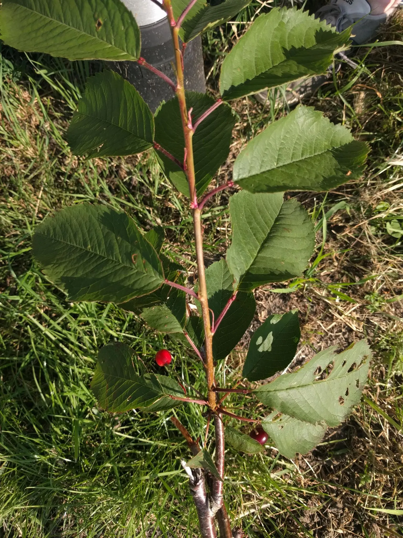 Sweet Cherry (Prunus Avium) — Ideal for zones 5 to 7, it requires regular watering and occasional pruning to maintain health and shape; mature, image 96