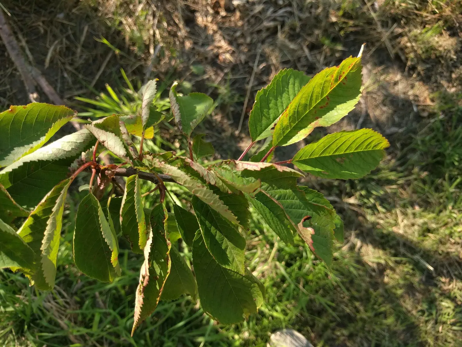 Sweet Cherry (Prunus Avium) — which not only add a profusion of color but also beckon pollinators to the garden; reddish-brown bark which is marked, image 105