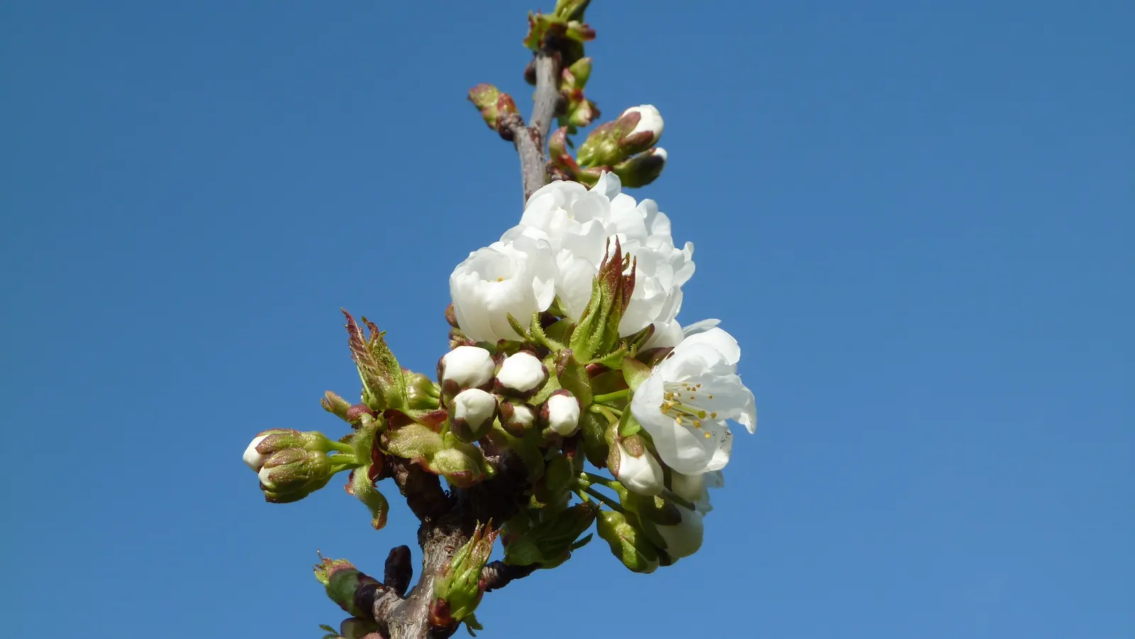 Sweet Cherry (Prunus Avium) — white flowers in the garden; giving it an attractive texture year-round.<br><br>Come spring, image 118