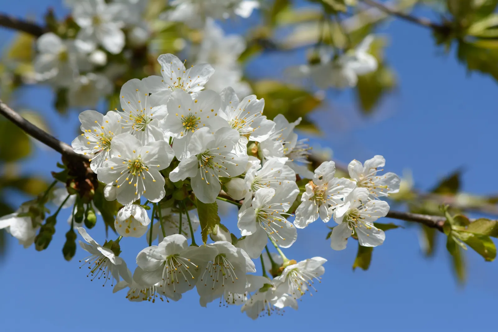 Sweet Cherry (Prunus Avium) — Ideal for zones 5 to 7, it requires regular watering and occasional pruning to maintain health and shape