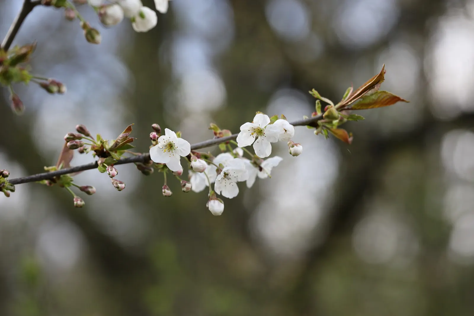 Sweet Cherry (Prunus Avium) — Prunus avium prefers well-drained; with a 15 to 25-foot spread