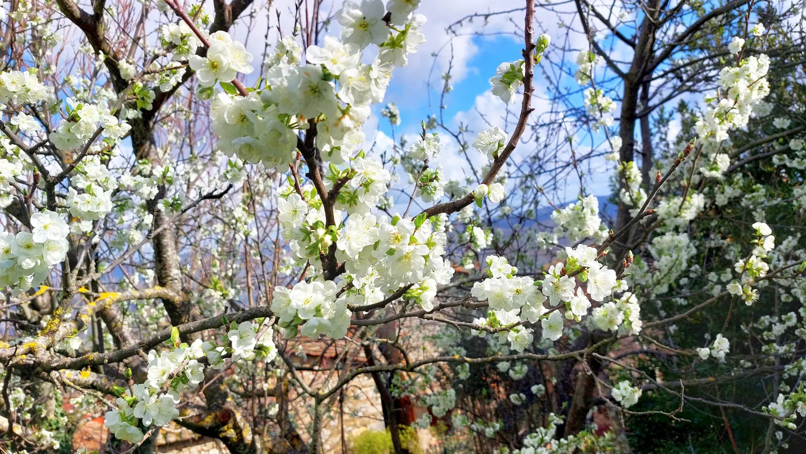 Sweet Cherry (Prunus Avium) — Prunus avium, or Sweet Cherry, is a deciduous tree valued for its spring blossoms and edible fruit