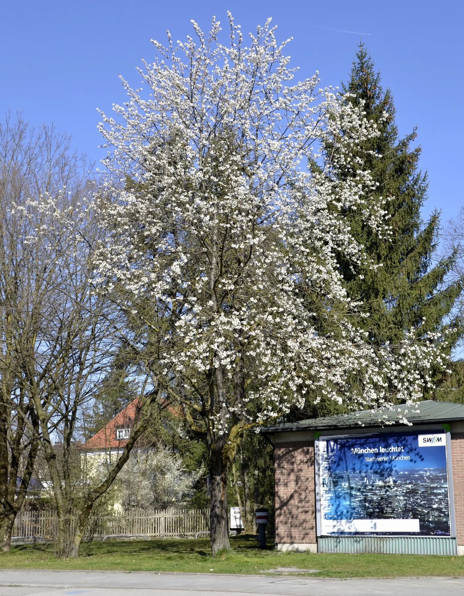 Sweet Cherry (Prunus Avium) — bear in mind its mature size and potential for fruit drop