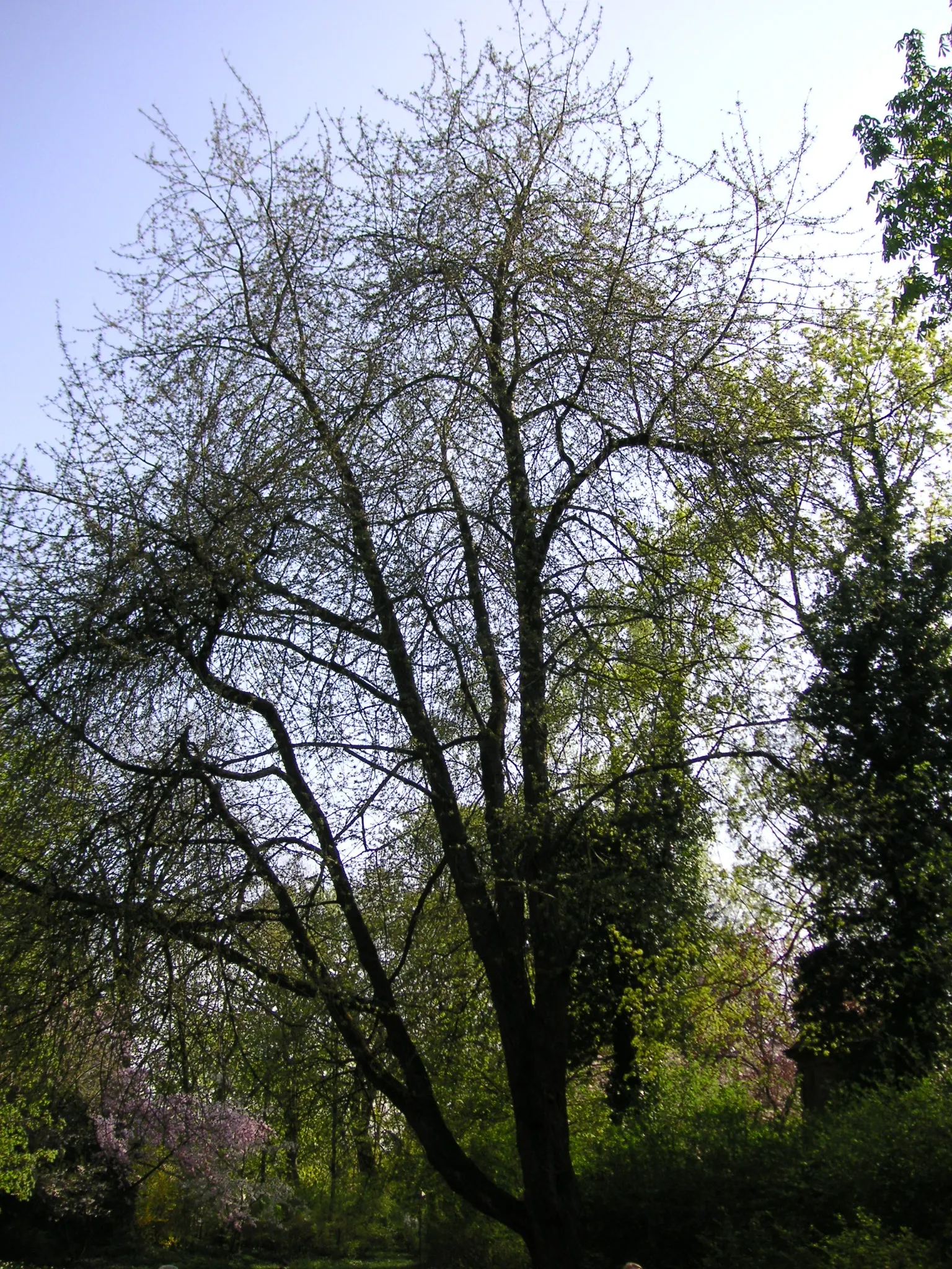 Sweet Cherry (Prunus Avium) — which is at least 6 hours of direct; depending on local climate conditions, image 80