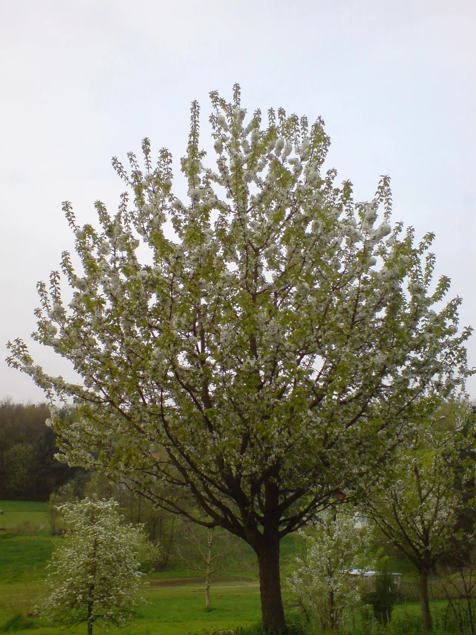 Sweet Cherry (Prunus Avium) — which is at least 6 hours of direct; depending on local climate conditions, image 110