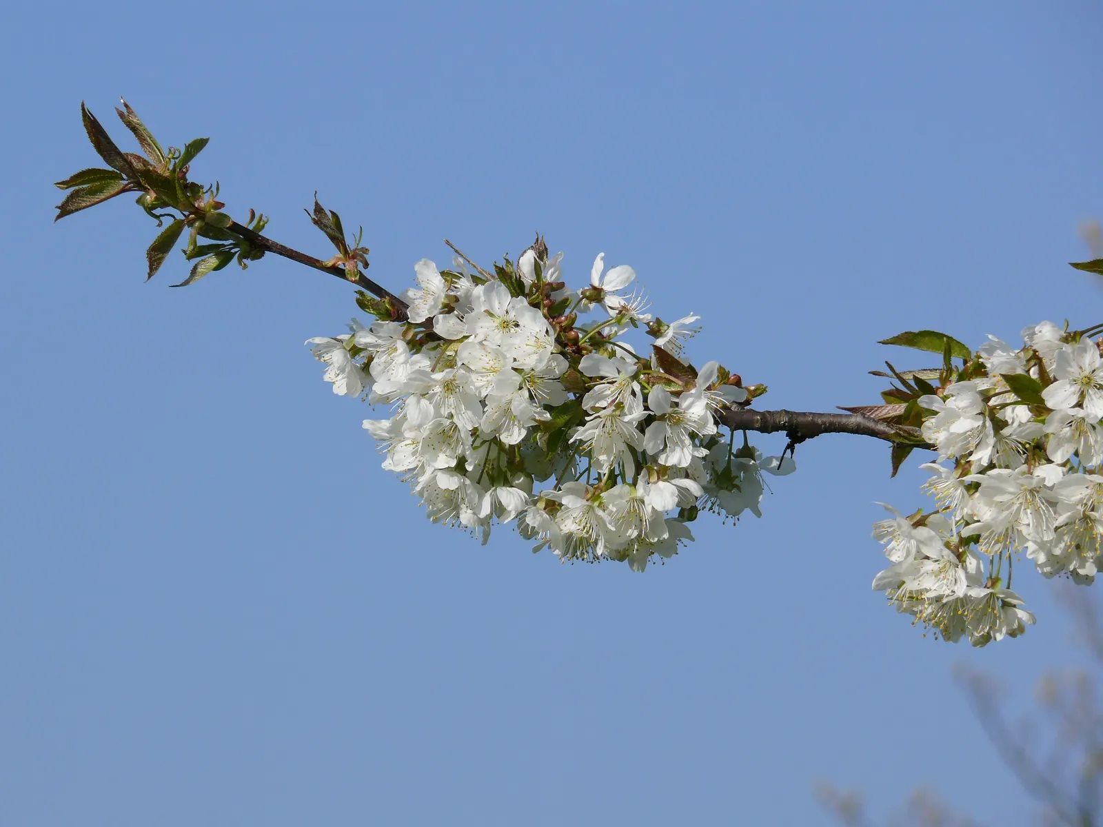 Sweet Cherry (Prunus Avium) — bear in mind its mature size and potential for fruit drop; which not only add a profusion of color but also beckon pollinators to