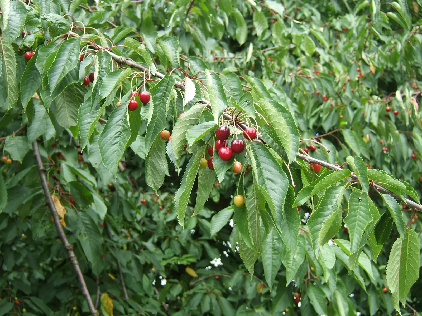 Sweet Cherry (Prunus Avium) — is a deciduous tree that brings a beautiful and fruitful addition to any landscape