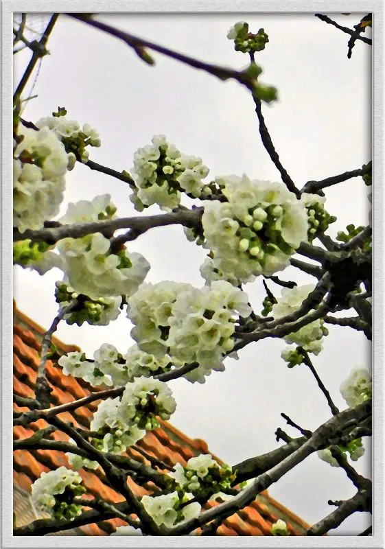 Sweet Cherry (Prunus Avium) — which not only add a profusion of color but also beckon pollinators to the garden