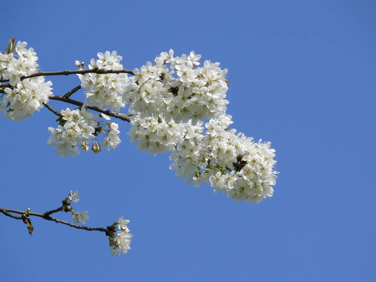 Sweet Cherry (Prunus Avium) — Regular pruning will encourage a strong structure and enhance fruit production; tree with white blooms, image 116