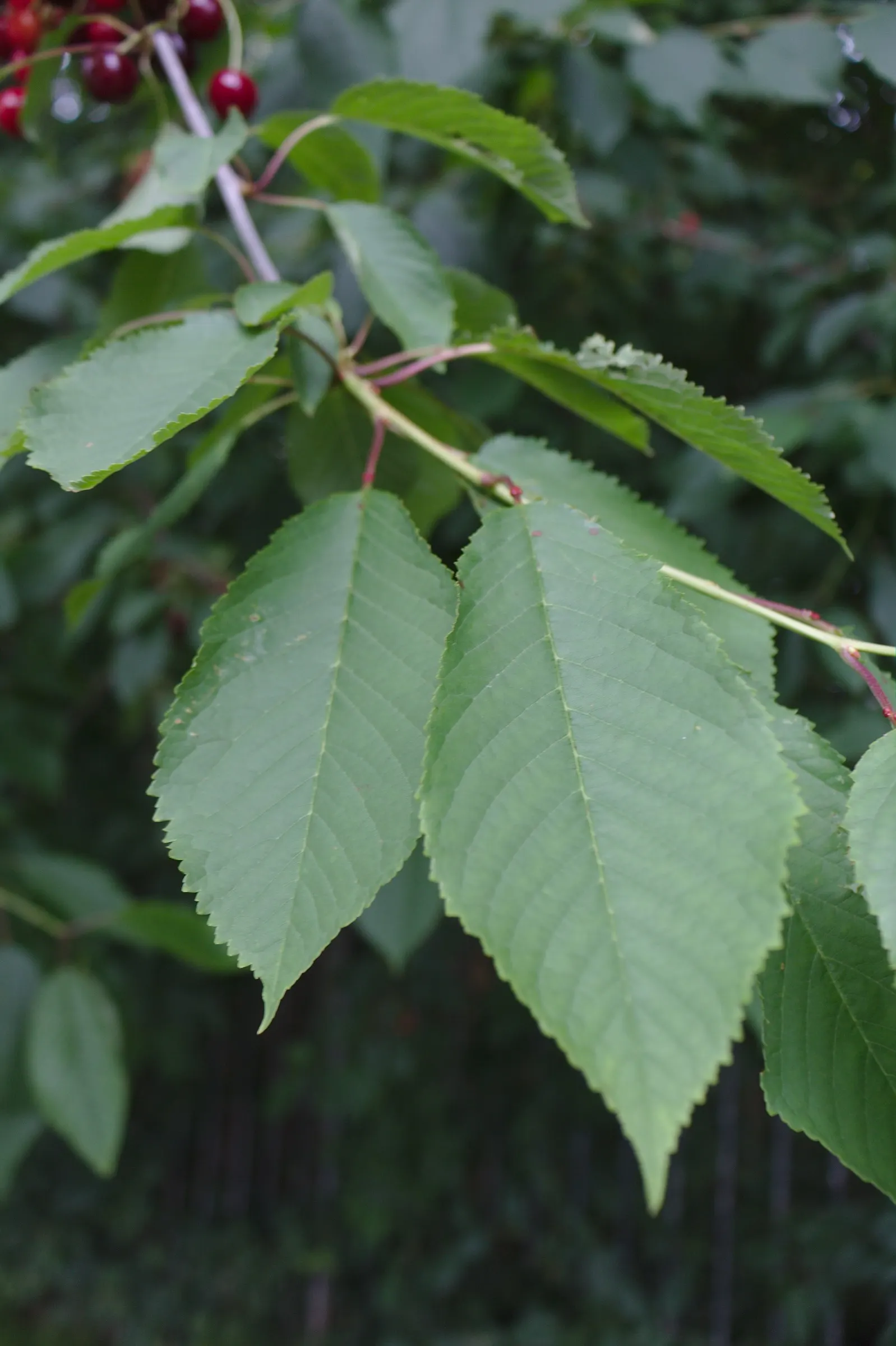 Sweet Cherry (Prunus Avium) — This species features a smooth; the Sweet Cherry is covered in clusters of white blossoms