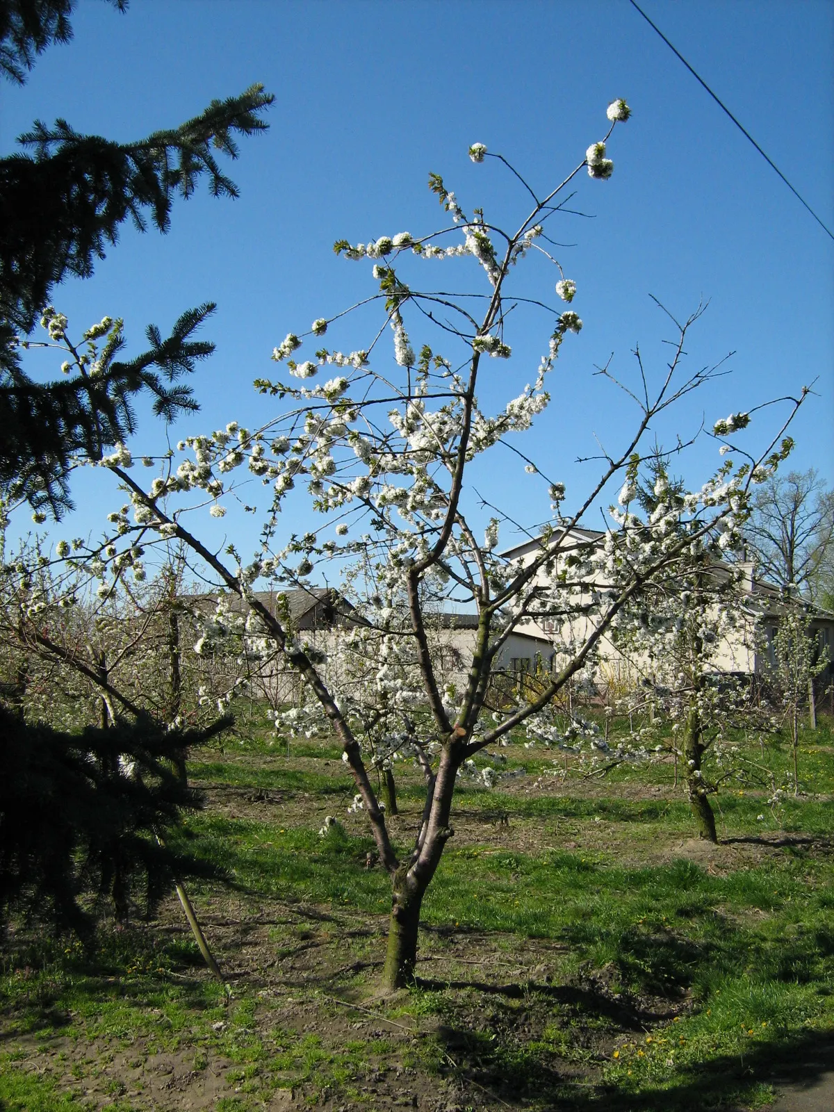 Sweet Cherry (Prunus Avium) — depending on local climate conditions; regular pruning will encourage a strong structure and enhance fruit production, image 77