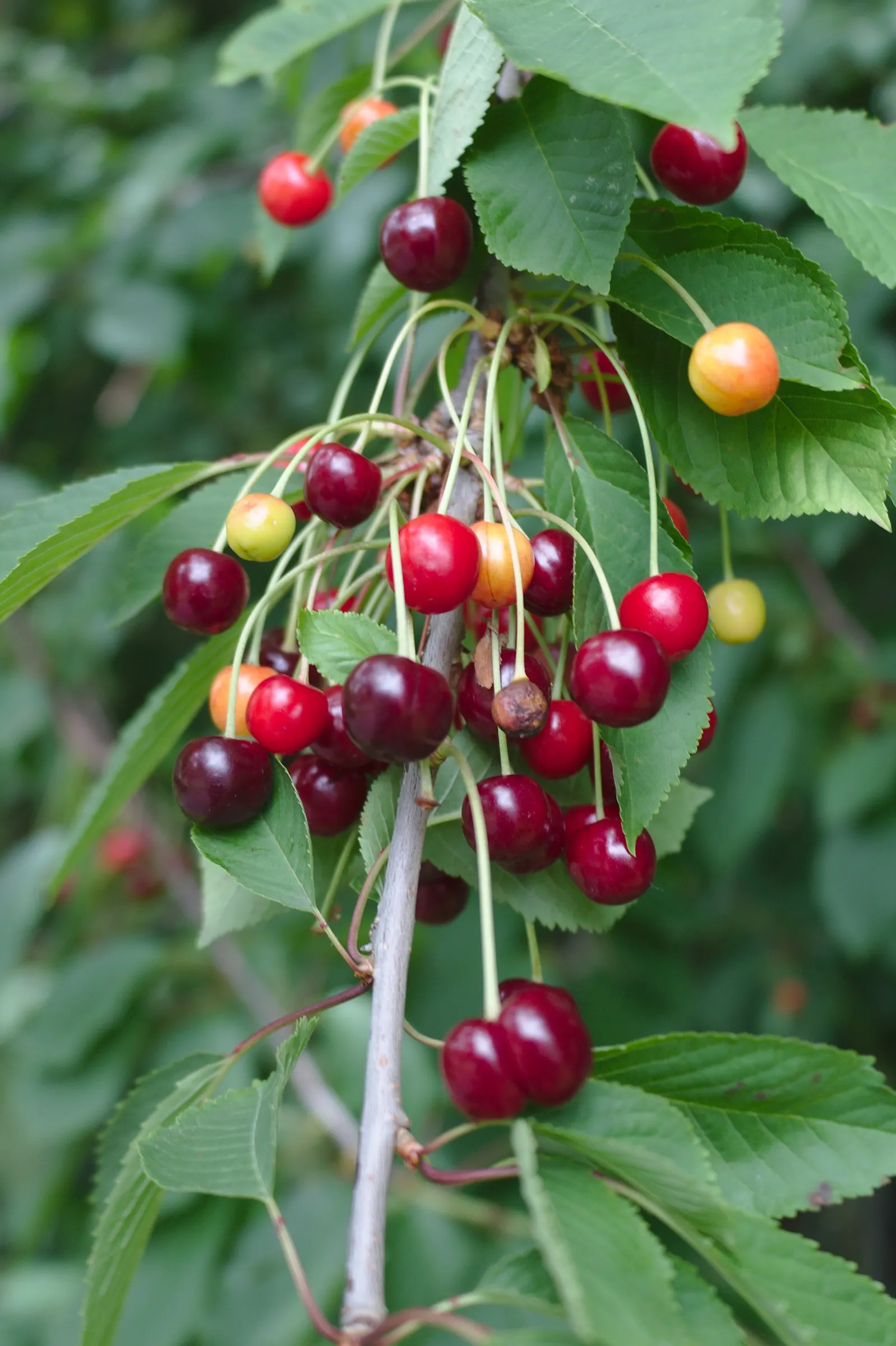 Sweet Cherry (Prunus Avium) — tree for full; ensuring that the Sweet Cherry remains a centerpiece in the garden for years to come