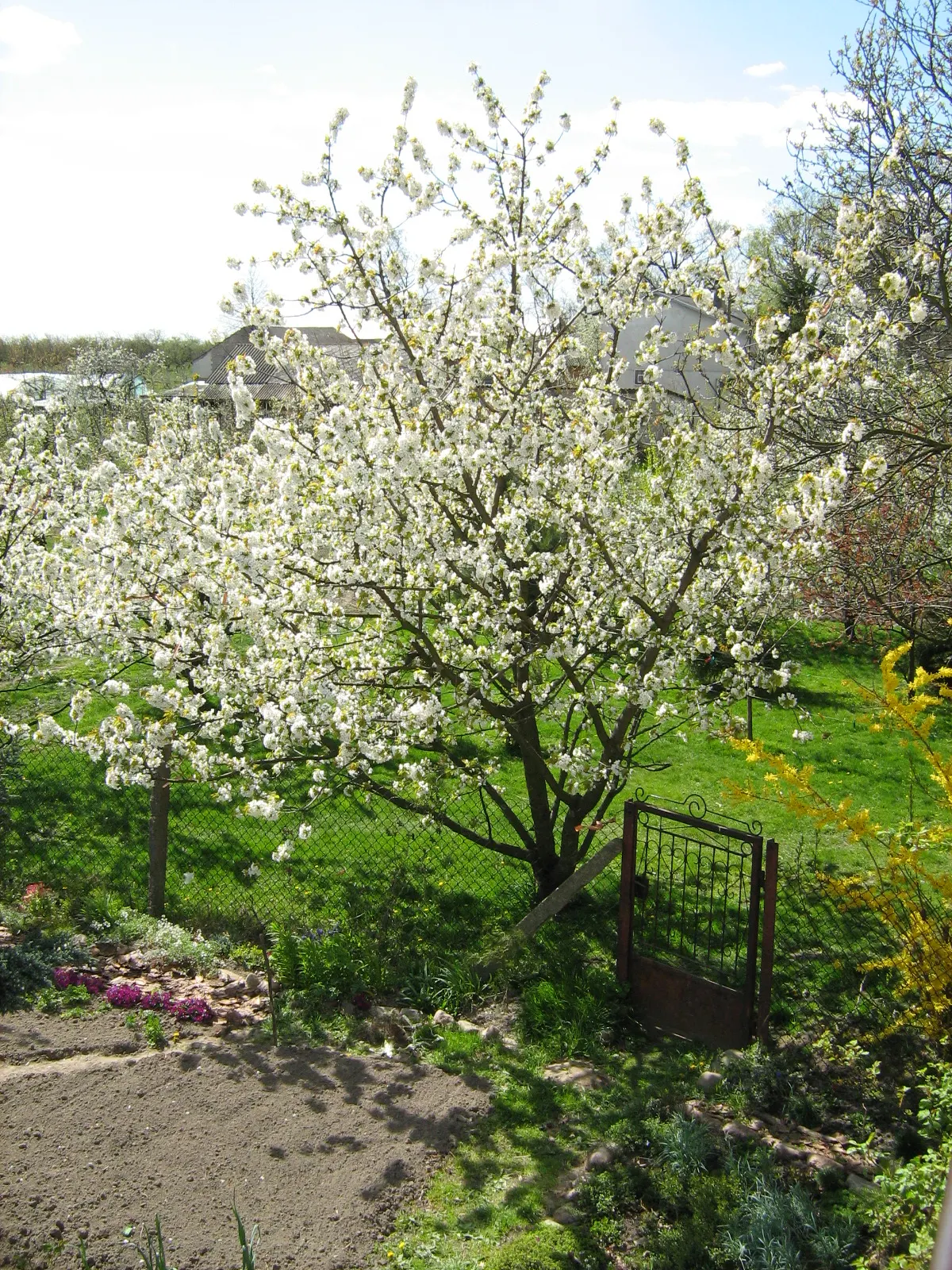 Sweet Cherry (Prunus Avium) — commonly referred to as the Sweet Cherry; the flowers give way to a bounty of sweet cherries in early to mid-summer, image 127