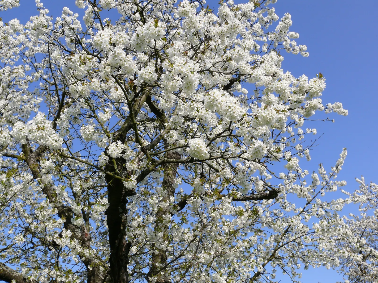 Sweet Cherry (Prunus Avium) — giving it an attractive texture year-round.<br><br>Come spring; white flowers in the garden, image 103