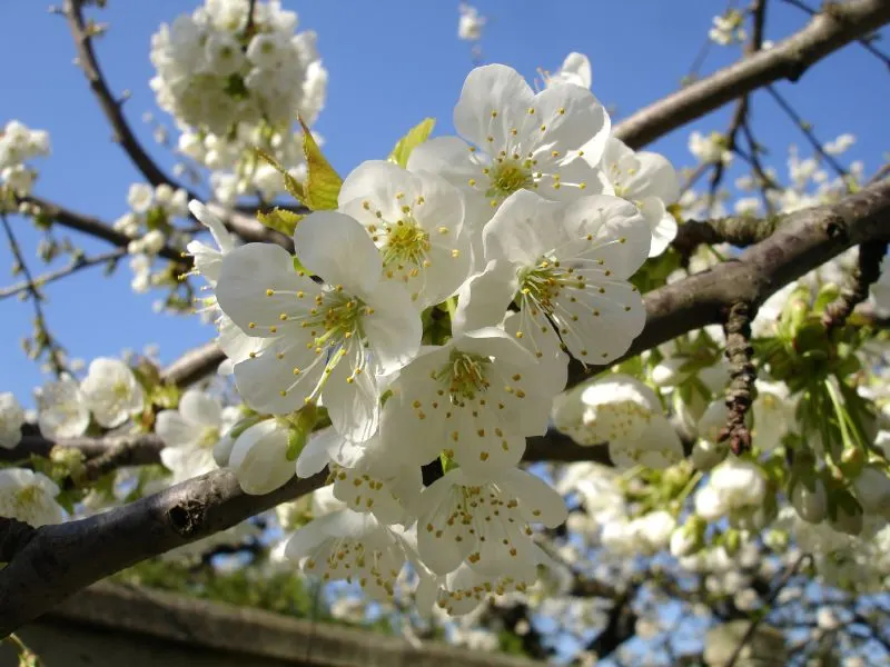 Sweet Cherry (Prunus Avium) — is a deciduous tree that brings a beautiful and fruitful addition to any landscape; when planning a landscape, image 98